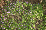 Viola odorata RCP3-2014 53.JPG